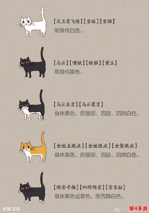 猫咪成人地域网名怎么取?2021年最新热门词汇分享 猫咪成人地域网名怎么取?2021年最新热门词汇分享