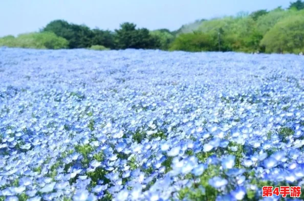 日本野花视频：绝美自然风光，清新淡雅如画，令人陶醉沉醉其中