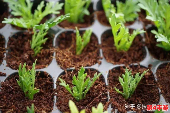 嫩叶草研究一二三线路:探索其生长特性与生态贡献,深受园艺爱好者好评 嫩叶草研究一二三线路:探索其生长特性与生态贡献,深受园艺爱好者好评