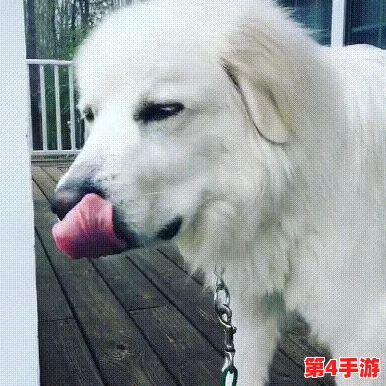 字母圈怎么给狗狗骂湿？教你轻松搞定宠物训练与互动技巧！
