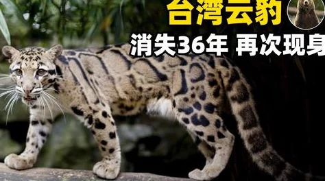 “九一色色”：探索这款令人惊叹的产品，用户评价与见解带你领略无与伦比的体验