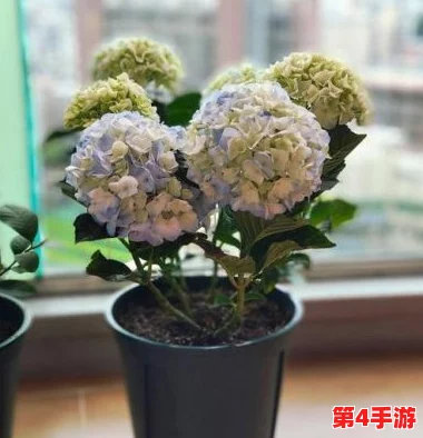 详尽指南:如鸢绣球花的家庭培育技巧与养护要点全攻略 详尽指南:如鸢绣球花的家庭培育技巧与养护要点全攻略