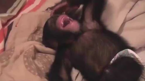 二人生猴子全程不盖被子黄,网友热评:笑到肚子疼的搞笑瞬间 二人生猴子全程不盖被子黄,网友热评:笑到肚子疼的搞笑瞬间