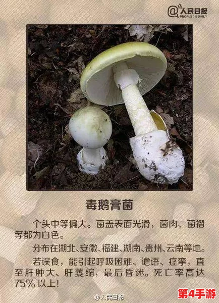 蘑菇吃瓜料每日爆料：深入理解背后的故事与真相，带你看不一样的视角