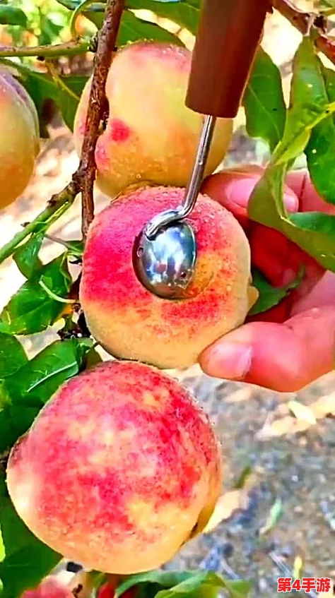 科学探索：坤坤插进桃子里背后的神奇自然现象解读