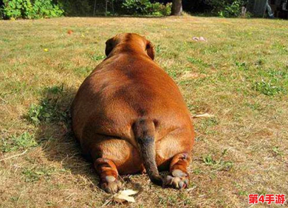 狗Zoom和人类Zoom哪个好？网友热议：各有千秋，狗狗的陪伴让视频通话更温馨，人类则能分享更多信息！