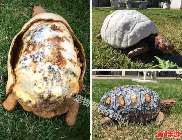 巴西人性春猛交ⅩⅩXX:深入了解这一现象背后的文化与社会影响 巴西人性春猛交ⅩⅩXX:深入了解这一现象背后的文化与社会影响