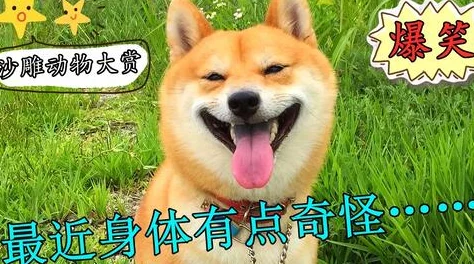 “我的老公是条狗白珍丽山本一郎”，揭示生活中的幽默与无奈，谁说爱情不能搞笑？