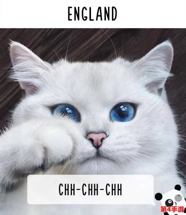 揭秘猫咪www最新地域网名怎么取的神秘艺术和创意灵感之源 揭秘猫咪www最新地域网名怎么取的神秘艺术和创意灵感之源