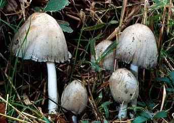 如何用一支笔将自己的身体制造出粘液