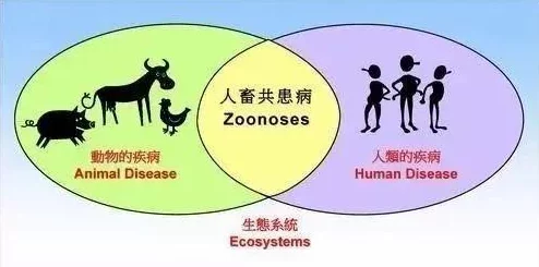 人马畜禽共性关系的重要性：促进生态平衡与可持续发展的关键因素分析