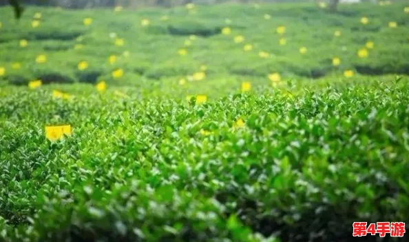 探索《地下城与勇士》中的乌龟副本专属频道:解锁卢克团本前置秘境的隐秘入口 探索《地下城与勇士》中的乌龟副本专属频道:解锁卢克团本前置秘境的隐秘入口