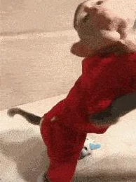地铁奇遇:揭秘逃脱猴子的神秘装扮,是哪款服装助它一臂之力? 地铁奇遇:揭秘逃脱猴子的神秘装扮,是哪款服装助它一臂之力?