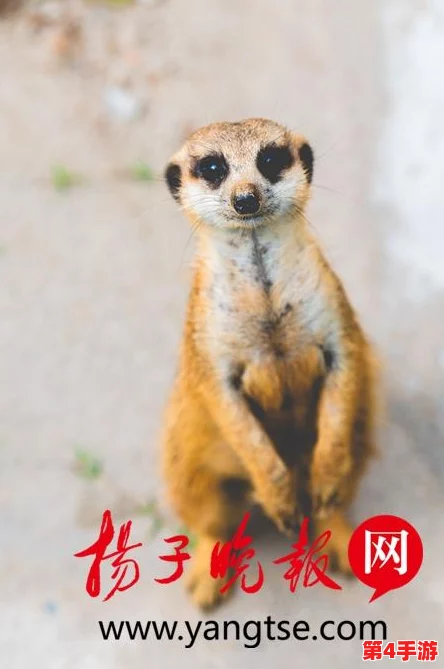 2024年度精选!热门小马宝莉手游合集,畅玩最受欢迎的萌宠冒险与装扮游戏下载推荐 2024年度精选!热门小马宝莉手游合集,畅玩最受欢迎的萌宠冒险与装扮游戏下载推荐