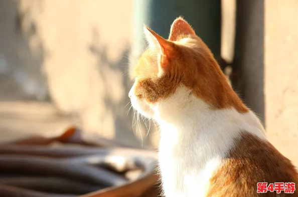 超喵星计划：全面指南解锁猫咪携爪技能，轻松收集携爪道具攻略大放送