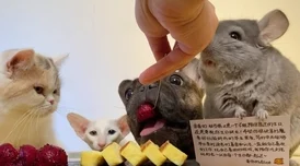柚子猫糖心lvog:用户评价称其口感独特,甜而不腻,深受大家喜爱! 柚子猫糖心lvog:用户评价称其口感独特,甜而不腻,深受大家喜爱!
