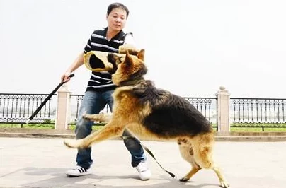 张警犬9分10秒头撞玻璃夸克，勇敢追击展现警犬忠诚与聪明，幸福生活在美好时光里