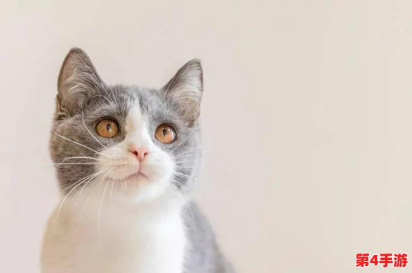 柚子猫糖心:甜美的宠物生活与猫咪的快乐时光分享 柚子猫糖心:甜美的宠物生活与猫咪的快乐时光分享