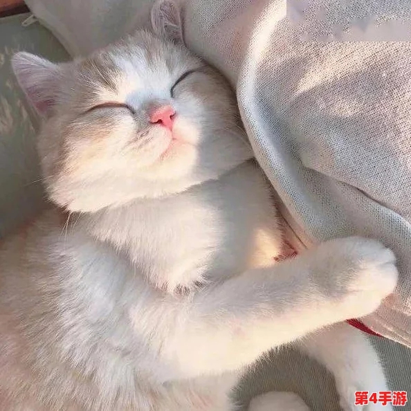 柚子猫糖心:甜美的宠物生活与猫咪的快乐时光分享 柚子猫糖心:甜美的宠物生活与猫咪的快乐时光分享