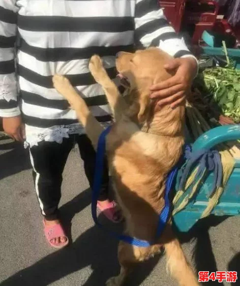 圣采儿跪地喊主人,恭敬不如从命的忠诚表现令人动容 圣采儿跪地喊主人,恭敬不如从命的忠诚表现令人动容