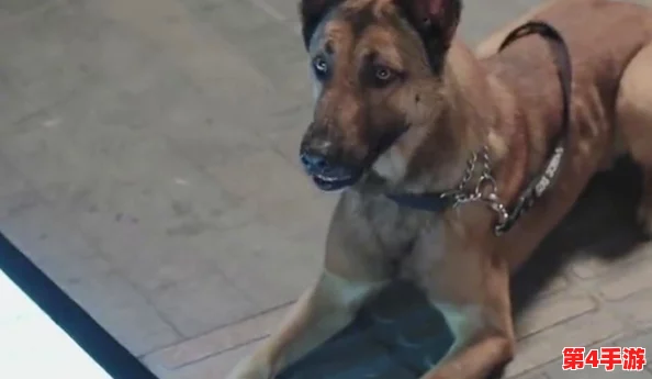 张警犬9分10秒头撞玻璃网盘,展现了勇敢无畏的精神和对工作的执着追求,让人倍感振奋! 张警犬9分10秒头撞玻璃网盘,展现了勇敢无畏的精神和对工作的执着追求,让人倍感振奋!