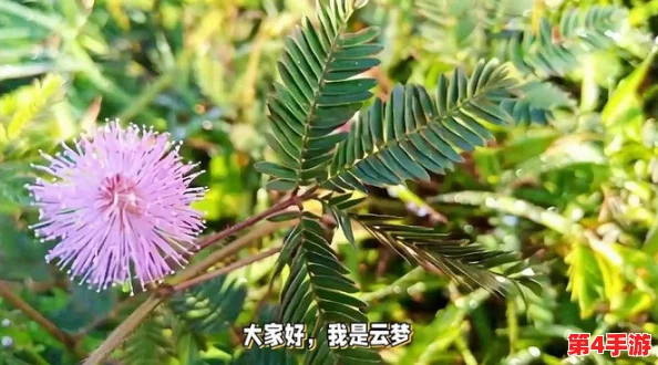 含羞草实验所隐藏2024:科学家发现新方法提升植物反应速度,引发广泛关注与讨论 含羞草实验所隐藏2024:科学家发现新方法提升植物反应速度,引发广泛关注与讨论
