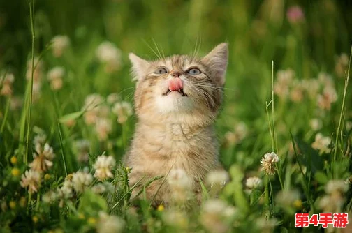 猫咪最新地域网名是什么啥？了解当下流行的猫咪文化与网络趋势！