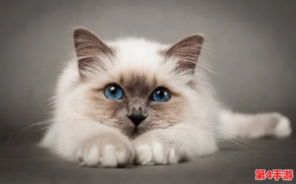 猫咪最新地域网名是什么啥？了解当下流行的猫咪文化与网络趋势！