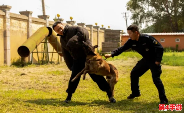 张警犬9分10秒头撞玻璃网盘,勇敢犬警携手共度冒险时光,感受忠诚与勇气的故事 张警犬9分10秒头撞玻璃网盘,勇敢犬警携手共度冒险时光,感受忠诚与勇气的故事