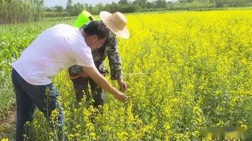 《儿子耕种母亲的田地》:一部感人至深的电影,展现了亲情与责任的交织 《儿子耕种母亲的田地》:一部感人至深的电影,展现了亲情与责任的交织