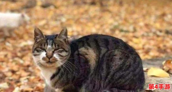猫咪5.0：新一代智能宠物助手上线，助力养猫生活更轻松便捷！