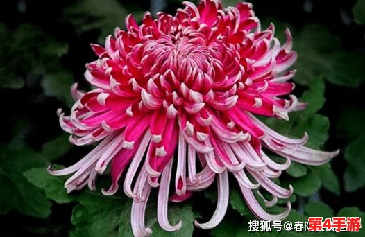 错一道题在菊花里放一支笔,这种幽默的表达方式引发了人们对教育和考试压力的深思与反思 错一道题在菊花里放一支笔,这种幽默的表达方式引发了人们对教育和考试压力的深思与反思