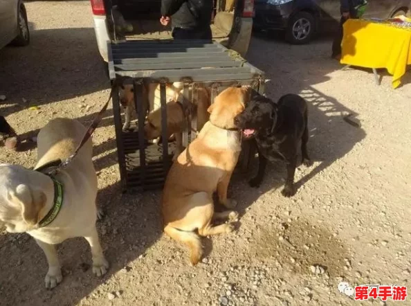 狗狗猛涨精肉狗大壮增肥增食欲,如何科学合理地为爱犬选择营养丰富的饮食以促进健康成长? 狗狗猛涨精肉狗大壮增肥增食欲,如何科学合理地为爱犬选择营养丰富的饮食以促进健康成长?
