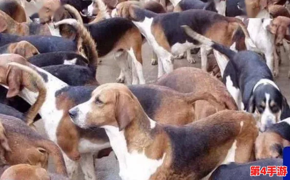 狗狗猛涨精肉狗大壮增肥增食欲,如何科学合理地为爱犬选择营养丰富的饮食以促进健康成长? 狗狗猛涨精肉狗大壮增肥增食欲,如何科学合理地为爱犬选择营养丰富的饮食以促进健康成长?