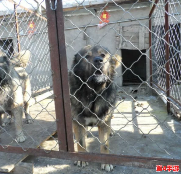 狗狗猛涨精肉狗大壮增肥增食欲,如何科学合理地为爱犬选择营养丰富的饮食以促进健康成长? 狗狗猛涨精肉狗大壮增肥增食欲,如何科学合理地为爱犬选择营养丰富的饮食以促进健康成长?
