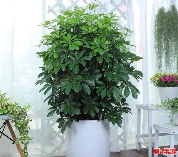 小东西几天不见水一般几天恢复，专家解析植物缺水后的自我修复机制与生长周期影响