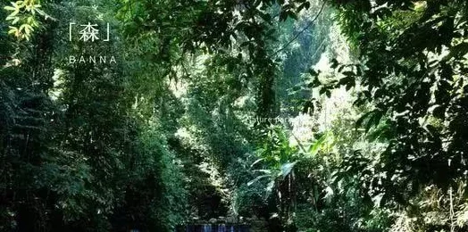 东南亚仙林棕林：生态保护与可持续发展并行的美丽家园面临挑战
