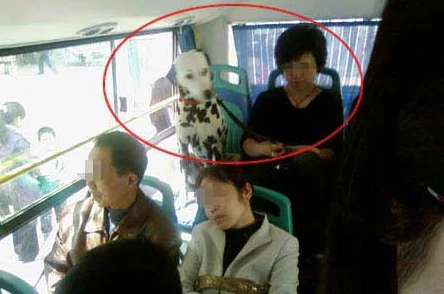 公交车被多人伦 H,乘客目击惊人场面引发社会广泛关注与讨论 公交车被多人伦 H,乘客目击惊人场面引发社会广泛关注与讨论