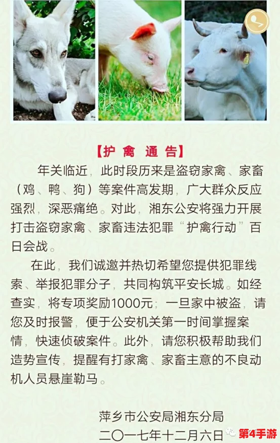 爆炒通感双胞胎小狗：一对神奇的小狗兄弟如何在社交媒体上引发热议与关注，成为宠物界的新星