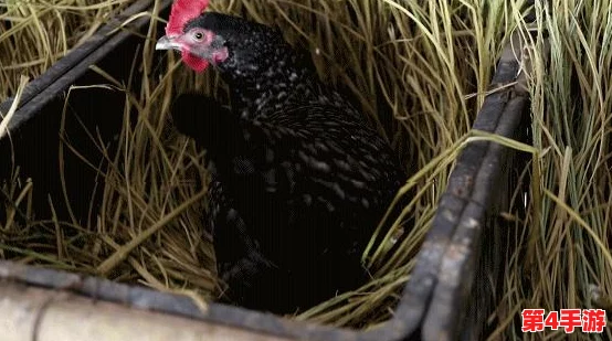 我获得了肉禽系统:如何通过现代化养殖技术提升肉禽产业的可持续发展与经济效益 我获得了肉禽系统:如何通过现代化养殖技术提升肉禽产业的可持续发展与经济效益