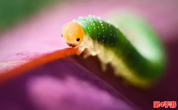 他的舌头探进蜜源毛毛虫说:生物互动的奥秘与启示 他的舌头探进蜜源毛毛虫说:生物互动的奥秘与启示