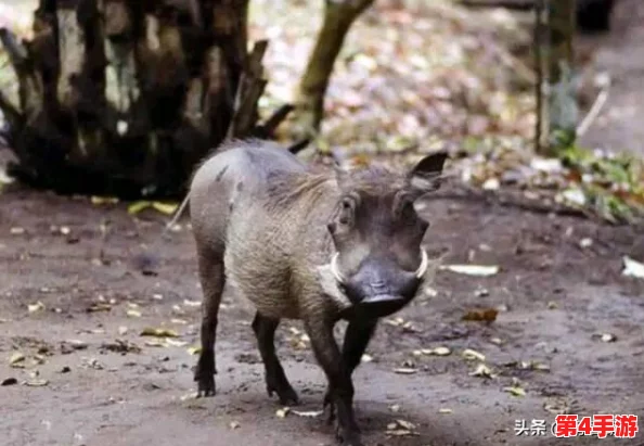 美国人与猪的DNA:科学家发现人类与猪之间的基因相似性,揭示了生物进化的重要线索和医学研究的新方向 美国人与猪的DNA:科学家发现人类与猪之间的基因相似性,揭示了生物进化的重要线索和医学研究的新方向