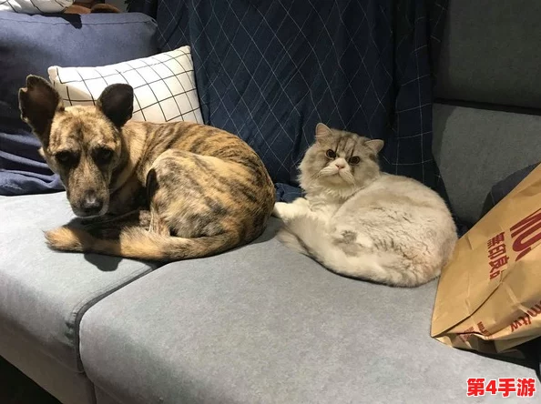婆婆和我的狗老公怎么相处？竟然被邻居拍到一起散步，背后隐藏着不为人知的秘密！