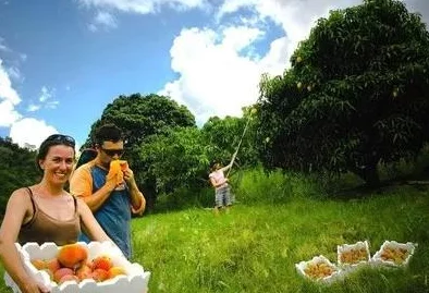 二人世界拨罗卜:情侣共同体验田园生活,感受自然的乐趣与甜蜜时光 二人世界拨罗卜:情侣共同体验田园生活,感受自然的乐趣与甜蜜时光