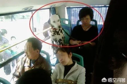 公交车上拨开丁字裤进入的寓意：社会风俗与个人隐私交织下的公共场合行为分析