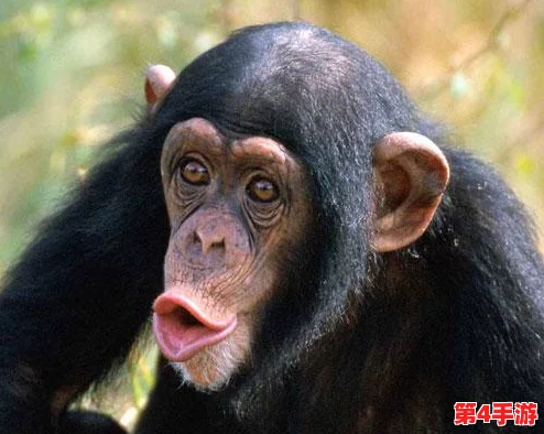 狂野西部新篇章：疯狂动物园迎来灵长类霸主，猩猩伙伴震撼登场共舞荒野奇趣！