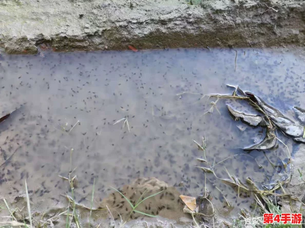 蝌蚪窝一个释放的，竟然被发现隐藏着神秘生物，引发网友热议与讨论！