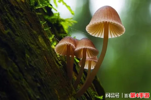 黑暗蘑菇17c最新进展：科学家发现其独特生长环境与潜在应用价值引发广泛关注