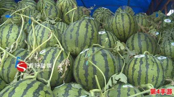 九一看瓜:全国各地秋季水果丰收,市场热销引发消费者关注与期待 九一看瓜:全国各地秋季水果丰收,市场热销引发消费者关注与期待